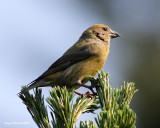 6-5-09 f crossbill_6073.jpeg