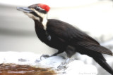 6-7-09 pileated_6089.jpeg