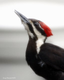 6-7-09 pileated_6096.jpeg