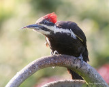 6-9-09 pileated phhhffftttt_6212.JPG