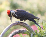 6-9-09 pileated_6219.JPG