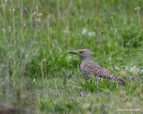 5-23-09 fm northern flicker Montlake Fill UW_5765.JPG