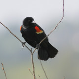 5-23-09 rw blackbird Montlake Fill UW_5776.jpeg