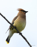 6-8-09 cedar waxwing Smith Is_6179.jpeg