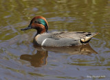 4-21-09 green-winged teal Nisqually_4821c2a.jpeg