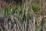 4-21-09 wheres the bittern Nisqually_4899.JPG