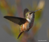5-5-2010 fm rufous_3725.JPG