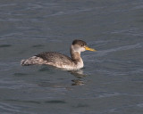 2-7-08 red-necked grebe_6962.JPG