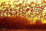 11-02-07 snowgeese morning sun_3410.jpg