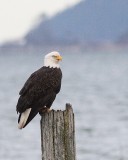 2-3-08 eagle on piling_6862.JPG