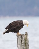 2-3-08 eagle on piling_6871.JPG