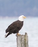 2-3-08 eagle on piling_6873.JPG