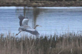 2-3-08 heron_6744.JPG