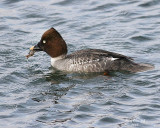 2-10-08 common goldeneye_7052.jpg