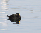2-21-08 black scoter_7719.JPG