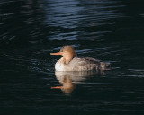 2-21-08 red-breasted merganser_7731.JPG