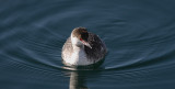 horned grebe_7645 c2.jpg