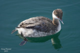 horned grebe_7654 ffadj 2.jpg