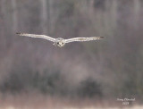 2-14-08 short eared owl_7363.JPG
