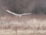2-14-08 short eared owl_7364.JPG