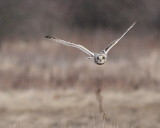 2-14-08 short eared owl_7365 c2.JPG