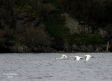 2-14-08 swans and island_7318.JPG