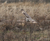 2-25-08 short-eared owl_8025.JPG