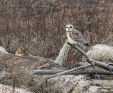 2-25-08 short-eared owl_8030.JPG