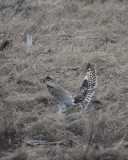 2-28-08 short-eared owl_2992.JPG