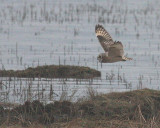 2-28-08 short-eared owl_3014.JPG