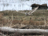 2-28-08 short-eared owl_3020.JPG