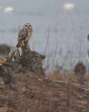 2-28-08 short-eared owl_3061.JPG