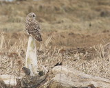 2-28-08 short-eared owl_3175.JPG