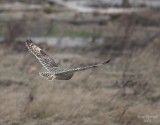 2-28-08 short-eared owl_3179.JPG