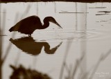 3-5-08 heron silhouette_8496 bw.JPG