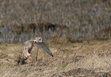 3-5-08 short-eared owl_8428.jpg