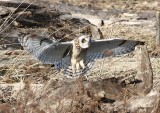 3-5-08 short-eared owl_8432c2.jpg