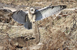 3-5-08 short-eared owl_8433c2.jpg