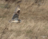 3-5-08 short-eared owl_8462.jpg