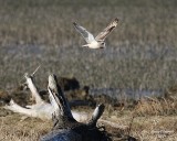 3-5-08 short-eared owl_8472.jpg