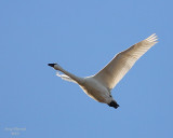 3-5-08 tundra_8311.JPG