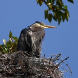 5-5-08 heron_0209.JPG