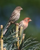 5-15-08 ma and pa house finch_0428.JPG