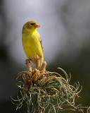 5-4-08 goldfinch _0179.jpg