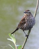 5-5-08 song sparrow_0190.jpg