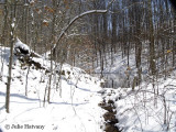 Winter Pond Scene