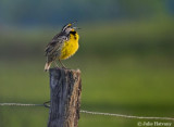 Yellow Bird