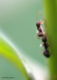 Busy ants