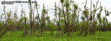 Surreal swamp landscape in Agusan Marsh