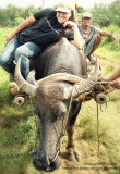 Carabao ride in North Cotabato